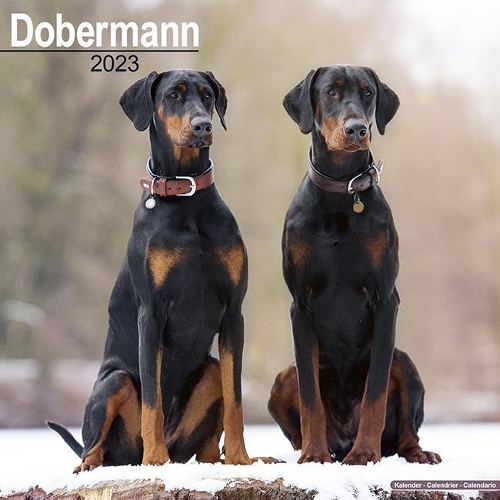 Dobermann (Euro) 2023 Wall Calendar