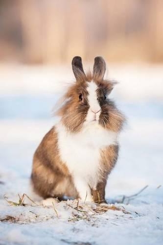 Charming Little Dwarf Bunny Rabbit in the Snow Journal: 150 Page Lined Notebook/Diary