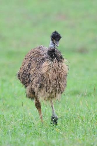 The Emu Journal: 150 page lined notebook/diary