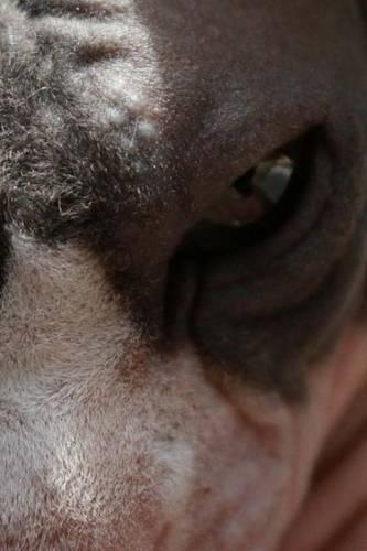 Sphynx Cat Close-Up (for the Love of Cats): Blank 150 Page Lined Journal for Your Thoughts, Ideas, and Inspiration