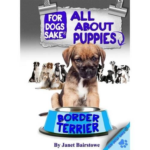 All about Border Terrier Puppies