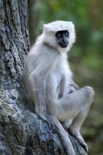 Tarai Grey Langur Monkey Journal: 150 Page Lined Notebook/Diary
