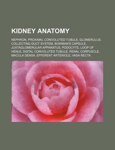 Kidney Anatomy: Nephron, Proximal Convoluted Tubule, Glomerulus, Collecting Duct System, Bowman's Capsule, Juxtaglomerular Apparatus, Podocyte