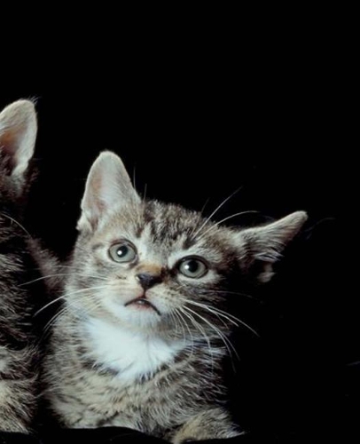 School Composition Book Three Cute Kittens Cat Photo 130 Pages: (Notebook, Diary, Blank Book)(Pet Photo Composition Notebooks)