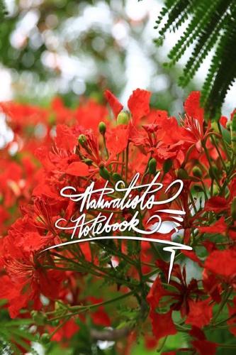 Naturalists Notebook: 6x9 Inch Lined Journal/Notebook designed with naturalists in mind - Red flower, Colorful, Nature, Calligraphy Art with Photography, Gift idea