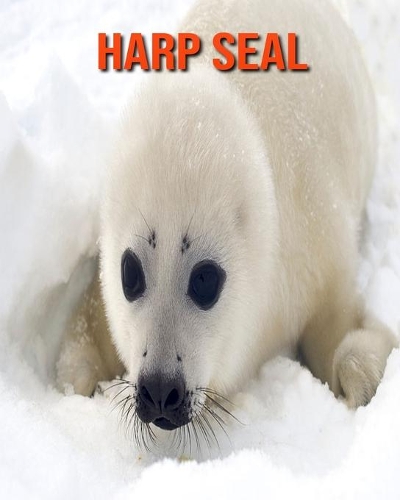 Harp Seal: Amazing Facts about Harp Seal