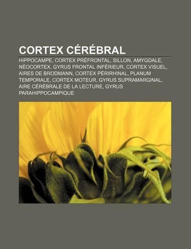 Cortex Cerebral