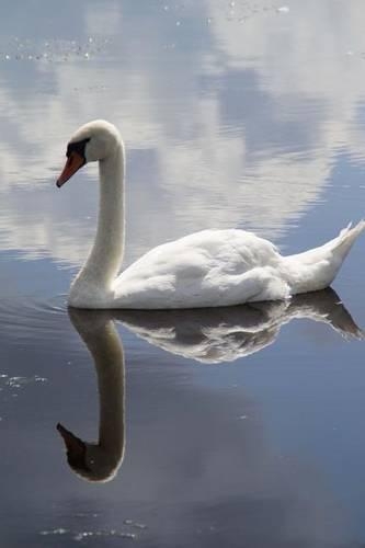 A White Swan on the Water Bird Journal: 150 Page Lined Notebook/Diar