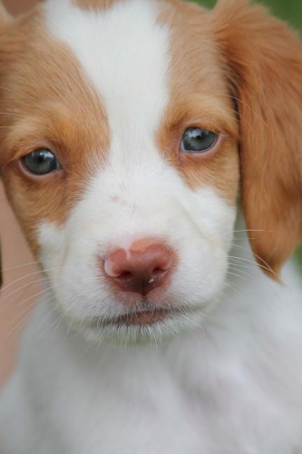Brittany Puppy Dog Journal: Take Notes, Write Down Memories in this 150 Page Lined Journal