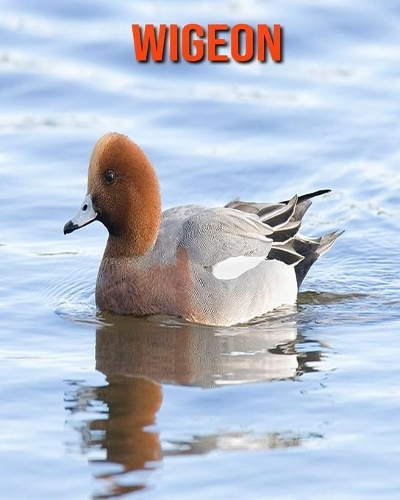 Wigeon: Fun Facts & Cool Pictures