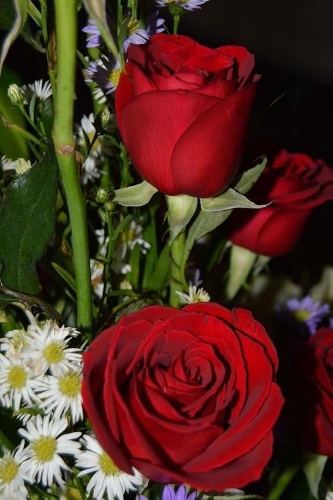 Rosa Notebook: 150 lined pages, softcover, 6 x 9