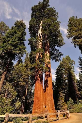 Huge Tree in Sequoia National Park, for the Love of California: Blank 150 Page Lined Journal for Your Thoughts, Ideas, and Inspiration