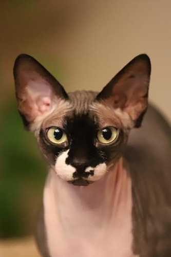 Lovable Sphynx Hairless Cat Journal: 150 Page Lined Notebook/Diary