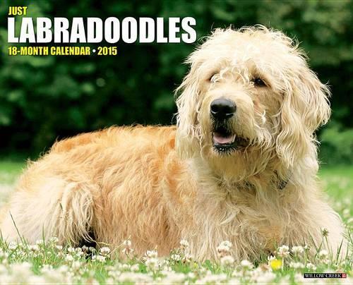 Just Labradoodles 18-Month Calendar
