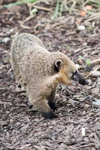 Cusimanse Mongoose Journal Aka Kusimanse: 150 Page Lined Notebook/Diary