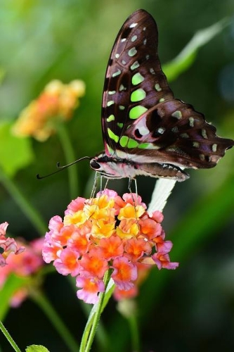 Solitary Graphium Agamemnon Tailed Jay Butterfly Journal: Take Notes, Write Down Memories in this 150 Page Lined Journal