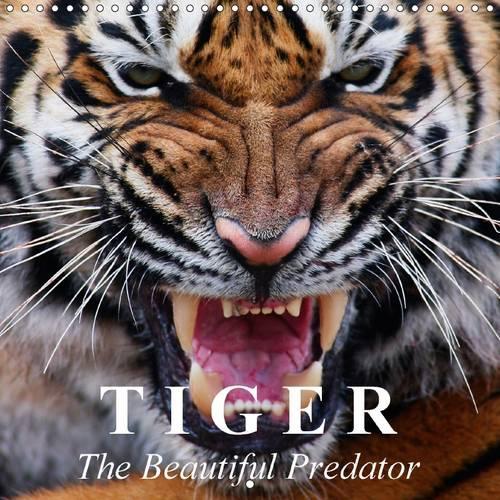 Tiger • The Beautiful Predator 2015: One of the most majestic animals in the entire world.(Calvendo Animals)