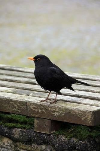 Blackbird Journal: 150 Page Lined Notebook/Diary