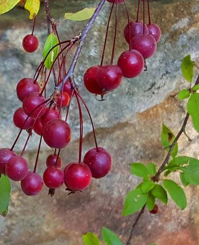 School Composition Book Fall Branches Red Berries 130 Pages