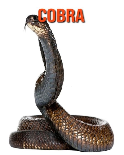 Cobra: Amazing Facts about Cobra