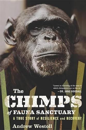 The Chimps of Fauna Sanctuary: A True Story of Resilience and Recovery