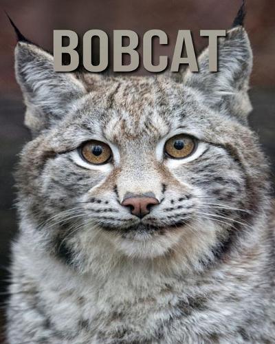 Bobcat: Fun and Fascinating Facts and Photos about These Amazing & Unique Animals for Kids