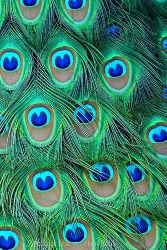 Peacock Feathers Blank Book