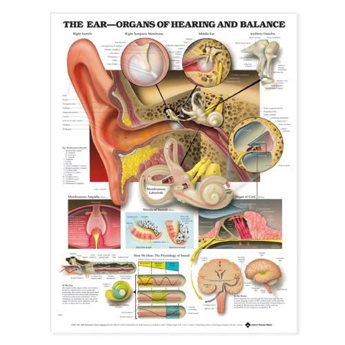 The Ear: Organs of Hearing and Balance