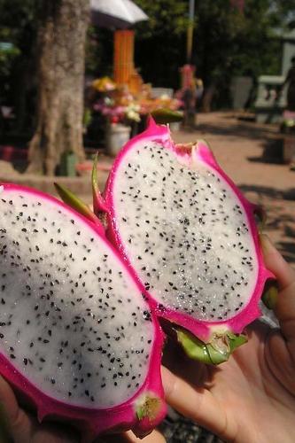 Pink Dragon Fruit Cambodia Travel Journal: 150 Page Lined Notebook/Diary