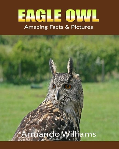 Eagle Owl: Amazing Facts & Pictures