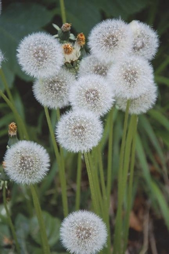 Beautiful Dandelion Weed Poofs Journal: Take Notes, Write Down Memories in this 150 Page Lined Journal