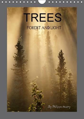 TREES / UK-Version 2015: Forest and Light(Calvendo Nature)