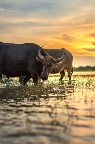 Water Buffalo in a Rice Paddy Thailand Journal: 150 Page Lined Notebook/Diary