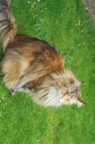 A Siberian Forest Cat in the Grass: Blank 150 Page Lined Journal for Your Thoughts, Ideas, and Inspiration
