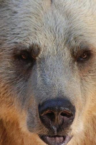 Grizzly Bears: Journal