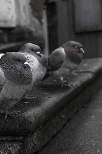 Stool Pigeon Notebook: 150 Lined Pages, Softcover, 6 X 9
