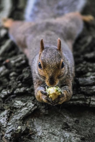 Happy Squirrel with a Nut on a Log Cute Animal Journal: 150 Page Lined Notebook/Diary