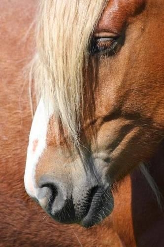 Palomino Horse Portrait Journal: 150 Page Lined Notebook/Diary
