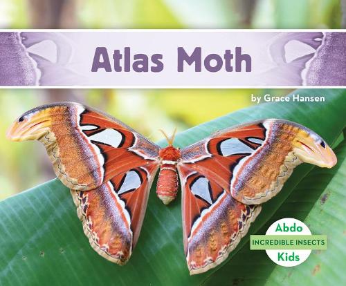 Atlas Moth: (Incredible Insects)