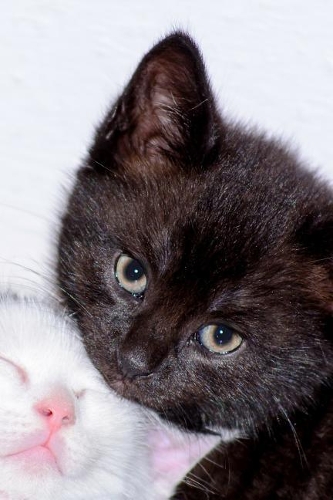 My Two Favorite Colors: 150 Page Blank Lined Journal for Writing, Doodling and Journaling