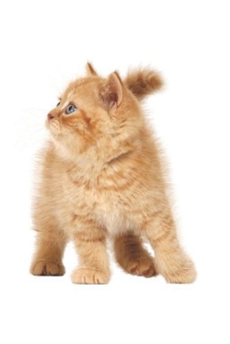 My Cat Notebook: Notebook