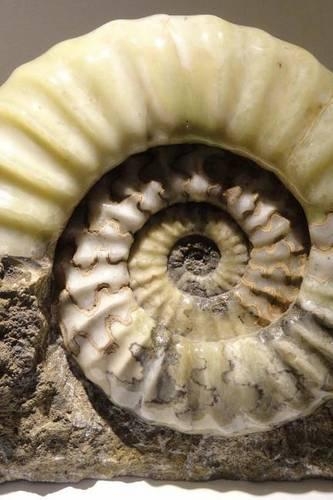 Asteroceras Cephalopod Fossil of the Jurassic Period: Blank 150 Page Lined Journal for Your Thoughts, Ideas, and Inspiration