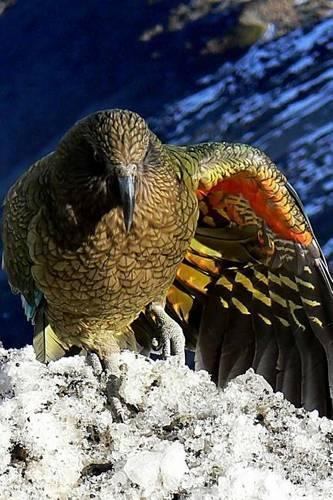 Kea Parrot in New Zealand, Birds of the World
