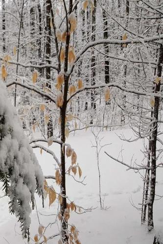 2019 Weekly Planner Winter Scenic Snowy Woods 134 Pages: (Notebook, Diary, Blank Book)(2019 Planners Calendars Organizers Datebooks Appointment Books Agendas)