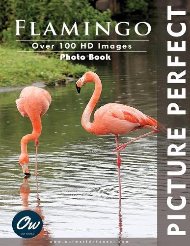 Flamingo: Picture Perfect Photo Book(Picture Perfect Photo Book)