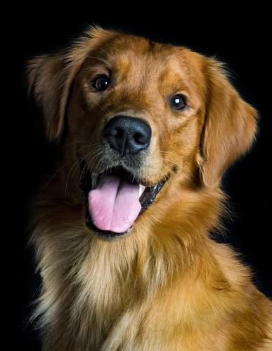 Golden Retriever Notebook: 8.5 x 11, College Ruled, 150 Pages for Elementary, Primary, Middle, High School or University For Dog Fans