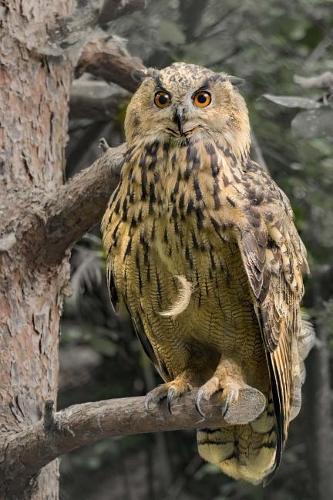 eagle owl