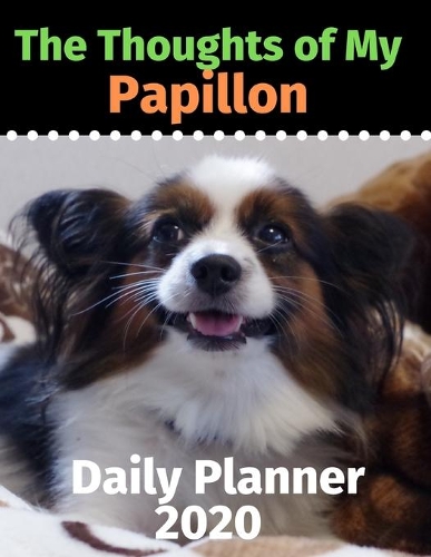 The Thoughts of My Papillon