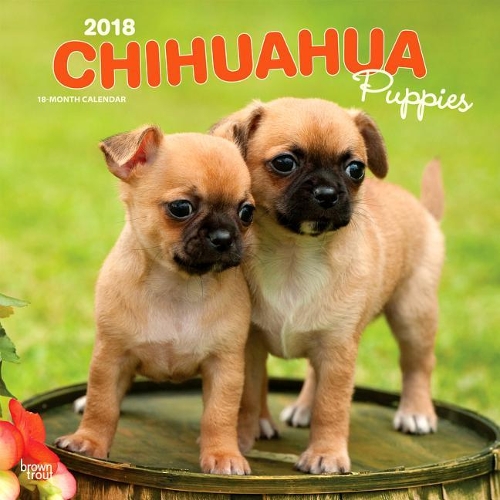 Chihuahua Puppies 2018 Wall Calendar