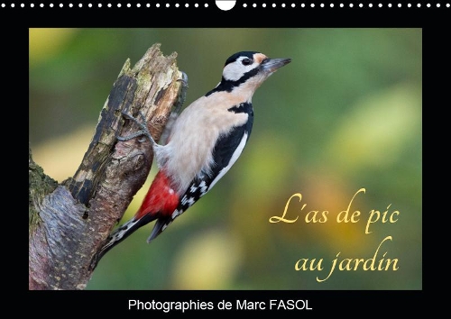 L'as de pic au jardin 2019: Quelques espèces d'oiseaux pouvant être observées facilement(Calvendo Nature)